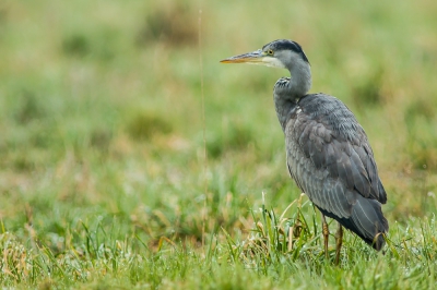 Ik had gelukkig mijn camera bij me toen ik naar huis reed.
Deze rakker bleef even mooi poseren voordat hij de vleugels nam.