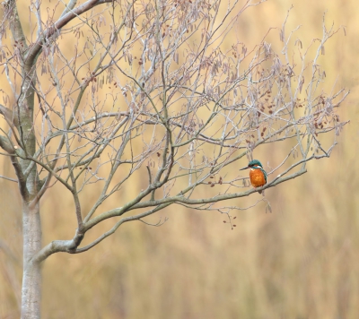 Met meerdere fotografen achter het kijkscherm om een glimp van de ijsvogel te zien.
Net voordat ik het plan had om weg te gaan hoorde ik het geluidje.
Maar zien,ho maar!
Op een boomstammetje,wat daar lag,gaan staan om over het scherm heen te kijken.Daar zat ie,in dit prachtige boompje.
Mijn camera bovenop het houten scherm gelegd en een beetje op goed geluk een aantal keer geklikt.
dit was het "gelukje"waar ik erg blij mee ben.
Jammer dat ik het hele boompje er niet op kon krijgen door het standpunt.