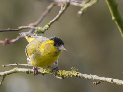 Vorige week heb ik deze vogel voor het eerst gezien en vandaag vast kunnen leggen in ons tuin. Voor mij een bijzonder moment