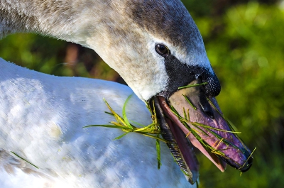 Een jonge Knobbelzwaan aan de waterkant die gras aan het eten is.