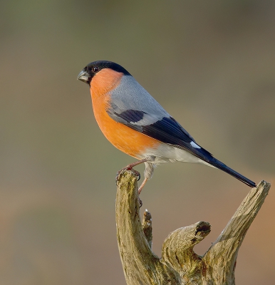 Van het voorjaar 2015, goudvink man. Hoop ze dit jaar weer voor de lens te krijgen, prachtige vogels zijn het.