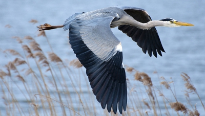 Op mijn toch door de Oostvaardersplassen kwam ik een kolonie Blauwe reigers tegen. Je hebt meteen een fantastische achtergrond om te schieten.