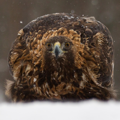 <i class='fa fa-user'></i>&nbsp;birdman&nbsp;|   Steenarend&nbsp; <i class='fa fa-eye'>&nbsp;639</i> &nbsp;<i class='fa fa-thumbs-up'>&nbsp;3</i> &nbsp; <i class='fa fa-comment-o'>&nbsp;7</i>