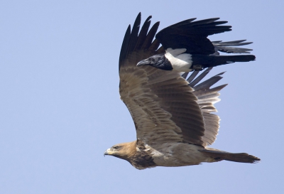 Foto genomen bij abatoir in de buurt van Addis Abeba, met vele raven, arenden en maraboes die op de stinkende vleesresten afkomen. Deze arend werd net even links ingehaald door schildraaf