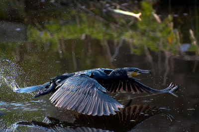 Aalscholver in vlucht over het water bij Alphen aan den Rijn