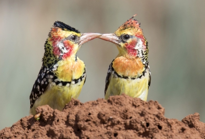 Zo kleurrijk dat het bijna kitscherig is, dit koppeltje baardvogels. Je ziet ze meestal op termietennesten, waarin ze ook broeden. Foto vanuit de auto genomen.