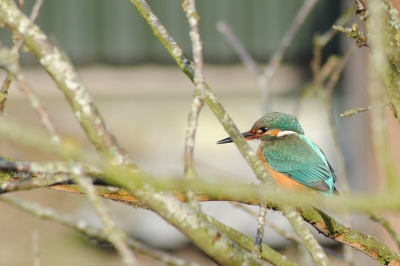 Enige weken geleden een locatie met meerdere ijsvogels gevonden. 
Minimaal 2 mannetjes (mogelijk 3) en minimaal 1 dame.

Tal van keren heen geweest en gepoogd deze prachtige blauwe vogeltjes vast te leggen, maar met een kwalitatief niet al te beste 70-300 kom je dan al snel te kort. 

Vorige week m`n beperkingen onder ogen gezien en tot de conclusie gekomen dat wachten de enige goede optie was. 
Boom uitgezocht die ze vaak bezochten, auto ernaast, camera uit het raam op de 'macaroni-zak' en wachten maar. 
Na ruim 5 uur (verdeeld over 3 dagen) was het dan eindelijk raak. 

Welgeteld 84 seconden bleef deze dame zitten en kon ik het plaatje maken waar ik voor ging. Ondanks dat er ruimte is voor verbetering, vind ik de foto het plaatsen wel waard.