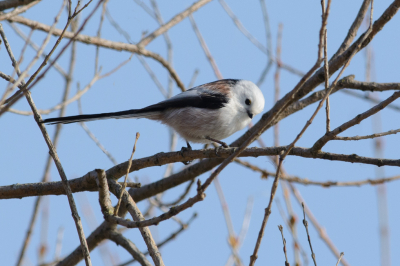 Toen ik aan kwam lopen zag ik een staartmees in een struik zitten en nog een en ... deze witkopstaartmees. In verband met de zon, een stukje om de struik gelopen. Statief neergezet en gewacht tot de vogel even "vrij" kwam te zitten, waarna ik o.a. deze foto kon maken.