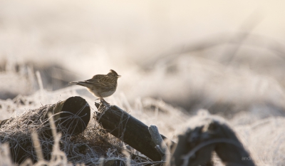 n van m'n eerste foto's met m'n nieuwe camera. En mijn eerste foto op Birdpix.

Tijdens de BMP ronde over heide een mooie rijplaag. Beetje tegen de zon in liet een veldleeuwerik zich aardig zien.

ISO 320 
1/640
600 mm
f 8.0