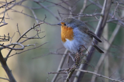 Roodborstje gefotografeerd tijdens een vroege ochtendwandeling langs de duinen.
