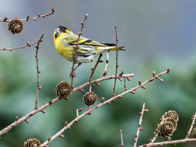 De afgelopen week 10 tallen sijzen gefotografeerd met redelijk weer,  niet eerder in de tuin gehad. Vond het een leuke pose op een prima tak.