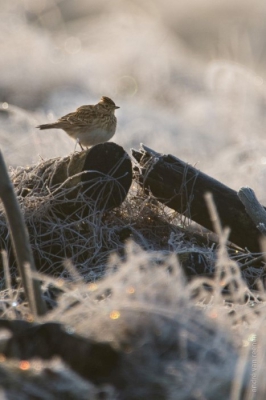 Deze veldleeuwerik zong mooi vanaf de berijpte kapvlakte. Wat tegenlicht gecompenseerd in Lightroom.

Zie ook http://www.birdpix.nl/album_page.php?pic_id=436843