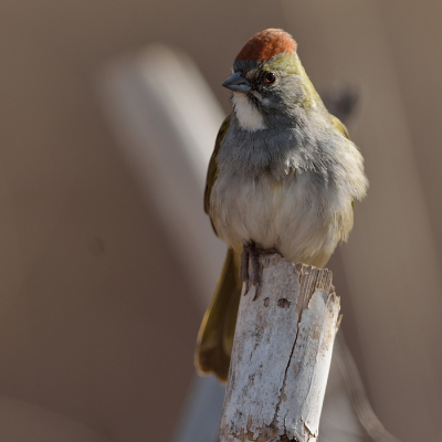 Het zuiden van Arizona, ten zuiden van Tucson, is heel geschikt om vogels te spotten.  Mooi weer, door de hoogteverschillen veel klimaatzones.  Tucson ligt in de Sonora woestijn, maar deze foto is meer naar zuiden genomen: Patagonia, een plaats dicht bij de Mexicaanse grens waar grasland de norm is.  Niet Nederlands groen gras, maar grotdrog geel gras.  Anyhow, de green-tailed towhee is een bekende soort in dit gebied.  En volgens mij een nieuwe soort voor birdpix.