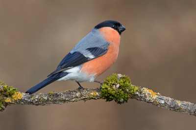 Genomen vanuit schuilhut.
Met dank aan enkele collega fotografen voor het opstarten en onderhouden van deze voederpost.