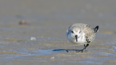 Deze strandloper was in zijn eentje op het strand bij de zuidpier van IJmuiden aan het scharrelen. Op het natte zand gaan liggen om hem mooi in beeld te krijgen.