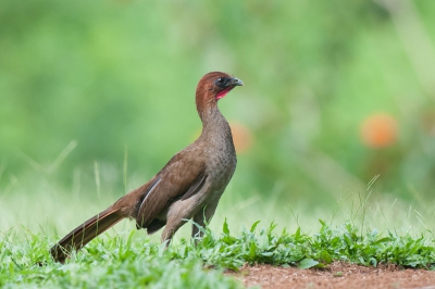 <i class='fa fa-user'></i>&nbsp;Eric M&nbsp;|   Kleine Chachalaca&nbsp; <i class='fa fa-eye'>&nbsp;353</i> &nbsp;<i class='fa fa-thumbs-up'>&nbsp;4</i> &nbsp; <i class='fa fa-comment-o'>&nbsp;3</i>