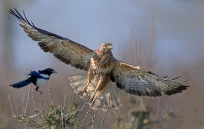 <i class='fa fa-user'></i>&nbsp;Johan Scholtens&nbsp;|   Buizerd&nbsp; <i class='fa fa-eye'>&nbsp;639</i> &nbsp;<i class='fa fa-thumbs-up'>&nbsp;12</i> &nbsp; <i class='fa fa-comment-o'>&nbsp;13</i>
