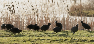 Nog een half uurtje en de zon zou onder gaan.
Deze meerkoetjes waren aan het foerageren op een dijkje en waar ik stond had ik prachtig tegenlicht,waardoor het licht door het riet scheen.