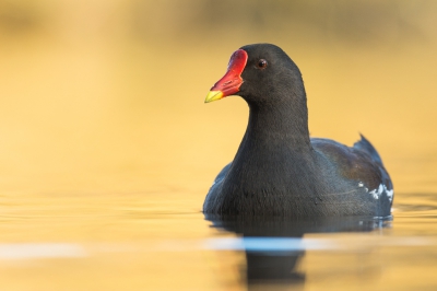 <i class='fa fa-user'></i>&nbsp;Ian Velthuis&nbsp;|   Waterhoen&nbsp; <i class='fa fa-eye'>&nbsp;537</i> &nbsp;<i class='fa fa-thumbs-up'>&nbsp;10</i> &nbsp; <i class='fa fa-comment-o'>&nbsp;17</i>