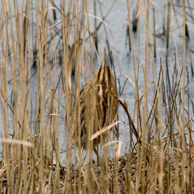 Toen ik naar het kijkscherm liep zag ik gelijk een silhouet van een vogel door een opening. Deze roerdomp zat nu eens niet aan de overkant van het water maar aan de kijkschermkant. De roerdomp had mij ook gelijk in de gaten en bleef stokstijf staan.