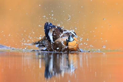 <i class='fa fa-user'></i>&nbsp;john.bre&nbsp;|   Appelvink&nbsp; <i class='fa fa-eye'>&nbsp;612</i> &nbsp;<i class='fa fa-thumbs-up'>&nbsp;2</i> &nbsp; <i class='fa fa-comment-o'>&nbsp;12</i>