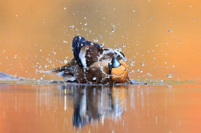 nog een van de zelfde appelvink toen hij het veilig vond besloot hij dat het tijd werd om te gaan badderen wat een mooie actiefoto opleverde.