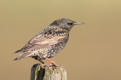 bewerking van foto spreeuw laat zien dat het niet aan Birdpix of het origineel ligt