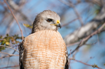 Deze roodschouder buizerd bleef rustig op een tak zitten zodat ik er mooi dichtbij kon komen.