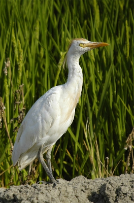 Vanuit de auto, snel 2 foto's maken en weg was ie. Hoewel daar lang niet zo zeldzaam als hier, was ik toch wel blij met mijn eerste koereiger.
Plaats: rijstvelden tussen Cota Doana en Sevilla.
Genomen met Nikon D70 + Bigma.