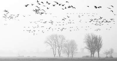 een paar weken geleden samen met Henri Aantjes een foto rondje gemaakt, we hadden een prachtige zonsopkomst en er vlogen veel vogels...we hebben genoten.