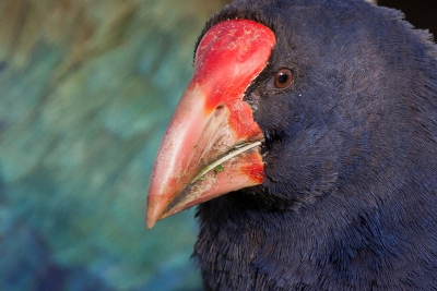 Ik ben superblij dat ik in de tweede ronde zit van de Wildlife Photographer of the Year!!! Ik zit er met drie foto's in, waaronder een takahe. Niet met deze foto, maar deze vond ik ook heel mooi.