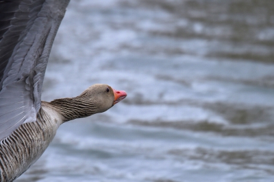 <i class='fa fa-user'></i>&nbsp;Gerard Visser&nbsp;|   Grauwe Gans&nbsp; <i class='fa fa-eye'>&nbsp;291</i> &nbsp;<i class='fa fa-thumbs-up'>&nbsp;10</i> &nbsp; <i class='fa fa-comment-o'>&nbsp;13</i>