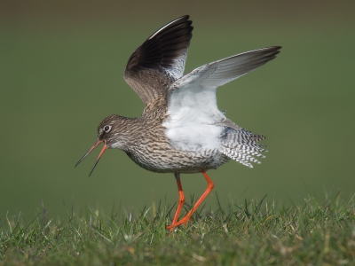 <i class='fa fa-user'></i>&nbsp;Marcel van der Tol&nbsp;|   Tureluur&nbsp; <i class='fa fa-eye'>&nbsp;388</i> &nbsp; <i class='fa fa-comment-o'>&nbsp;5</i>