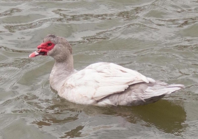 Zwemvogel in vijver bij hoeve. Kan hem niet thuisbrengen. Weet niet of hij uitgezet is of zelf is komen aanvliegen.