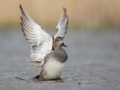 De omstandigheden waren niet echt ideaal gisteren. Er stond een stevige wind aan de kust waardoor veel vogels beschutting zochten in het riet en de lichtomstandigheden wisselden tussen helder en zwaar bewolkt wat het fotograferen niet makkelijk maakte. De krakeenden waren wel goed vertegenwoordig op de vijver. Altijd leuk om af te wachten tot er een exemplaar begint te flapperen met zijn vleugels.