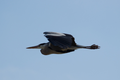 Close up van langsvliegende blauwe reiger in de Ooijpolder.