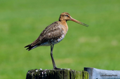 Grutto, roept grut (to) terug ivm gevaat motor berm maaier, deze mafkees op de maaier bleef gewoon door maaien, zelf op mijn gezwaai, reed mij bijna omver.
Hollandse Kade tussen Kamerik-Kockengen (Groene Hart/ Prov Utrecht)