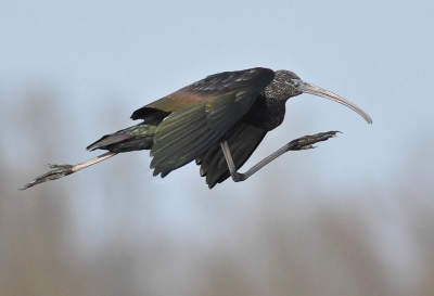<i class='fa fa-user'></i>&nbsp;Theus&nbsp;|   Zwarte Ibis&nbsp; <i class='fa fa-eye'>&nbsp;548</i> &nbsp;<i class='fa fa-thumbs-up'>&nbsp;7</i> &nbsp; <i class='fa fa-comment-o'>&nbsp;16</i>