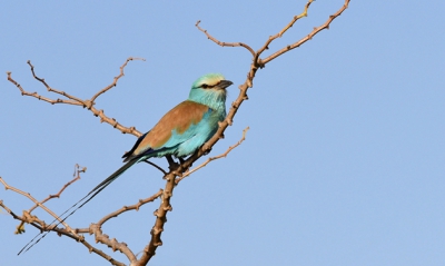 In de ochtend met een gids onderweg naar Abuko even gestopt in de wetlands en daar zat deze prachtige lichtblauwe scharrelaar.