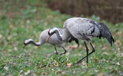 <i class='fa fa-user'></i>&nbsp;loek van de Leur&nbsp;|   Kraanvogel&nbsp; <i class='fa fa-eye'>&nbsp;260</i> &nbsp; <i class='fa fa-comment-o'>&nbsp;1</i>