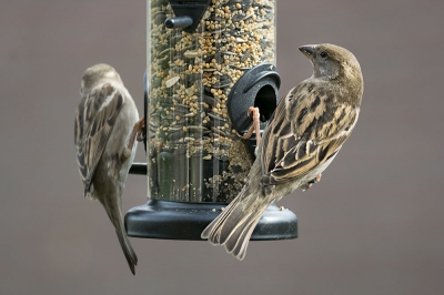 Voersilo in de tuin, waar veel mussen op af komen. Vanuit huiskamer foto gemaakt, opname afstand ongeveer 4 meter.