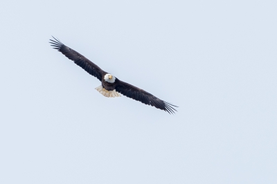 Hij vloog nogal hoog dus niet de beste foto.
Ook nog maar weinig over van het origineel.