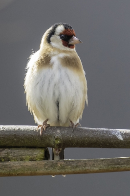 Vanaf een tak van een leilinde in mijn tuin observeert de putter langdurig het lekkers op een voedertafel, maar waagt uiteindelijk de 'sprong' niet en vliegt onverrichter zake verder. Een twijgje aan de tak lijkt het geslacht van de putter te verraden ... echter, zo zitten putters niet in elkaar!