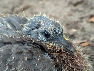Jonge houtduif. Waarschijnlijk uit zijn/haar nest gevallen. Lag op de weg, heb ik even in de berm gelegd. Misschien niet slim, maar anders was hij/zij platgereden das ook niks. Poosje later zat de moeder al weer te voeren