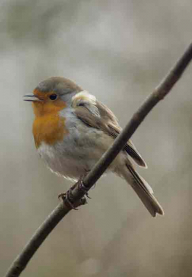 1/100 sec  f5.6  iso 100 prioriteit sluiter brandpuntafstand 170 mm 
grijs grouw regenachtig weer