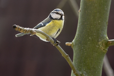 Als beginnend vogelfotograaf probeer ik zowat alles wat vliegt vast te leggen met de camera. Oefening baart kunst zal ik maar zeggen. Dit is mijn tweede foto die ik plaats, de eerste voldeed niet aan de regels en is niet geplaatst.