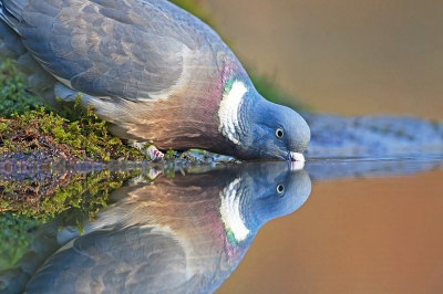 nog een van drunen deze houtduif lande langs de vijverrand om wat te drinken geen tijd om lenzen te vervangen gewoon afgedrukt voor een portretfoto ( full frame ! ).