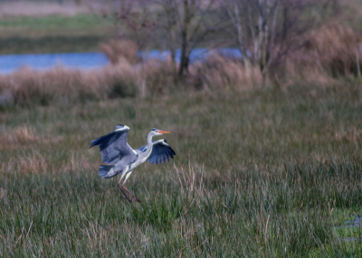 Deze blauwe reiger zette net de landing in !

Foto is in de middag genomen onder licht bewolkte omstandigheden.
de Kleuren in de vogel spraken me erg aan. 

tevens de 1e foto die ik hier na registratie plaats 
En nog wel op mijn verjaardag !