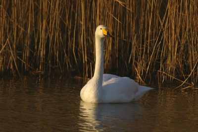 na 10 dagen eindelijk zon, bezoekje aan infiltratiegebied aantal zwanen. 400iso 6.9 1/180