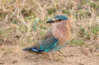 Indische scharrelaar in Sri Lanka, Udawalawe Nationaal Park. Zomer 2015